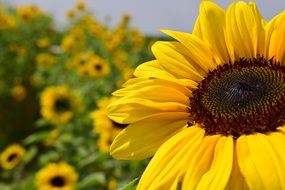 closeup photo of colorful sunflower field
