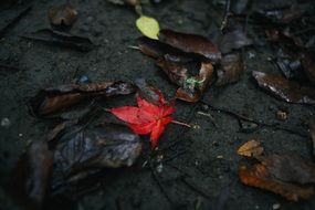 Red Leaf on grey ground