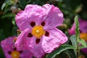 Pink eglantine flowers blossom