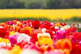 A lot of the tulips blossom in spring