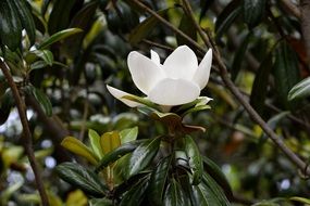 gorgeous Magnolia Flower