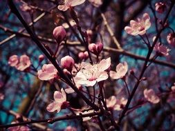 pink bloom of almond close up