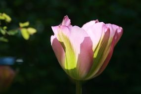 pink tulip in the morning sun