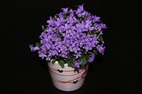 Violet Flowers in pot closeup