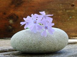 pale purple flowers on the stone