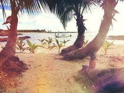 extraordinarily beautiful Beach Palms