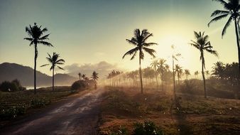 palm trees along the roadway