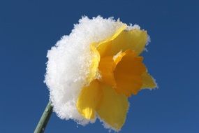 yellow daffodil in the snow on a thin stalk close-up