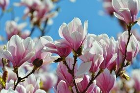 Magnolia spring buds