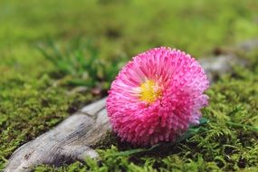 pink daisy flower in macro