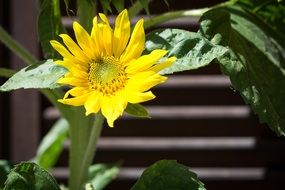 sun flower amazing blossom