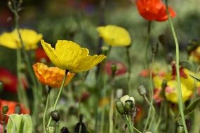 Klatschmohn Flowers Poppy Yellow macro photo