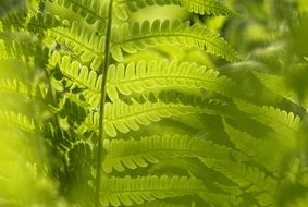 Green matteucia struthiopteris plants