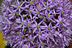 purple small flowers