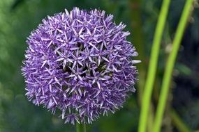 purple spherical flower of a decorative bow