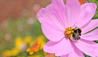 cosmea bipinnata purple flower
