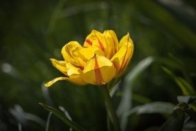 yellow tulip with red strips in spring