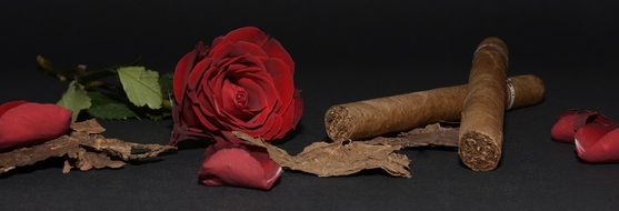 red rose and a cigar
