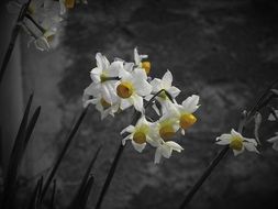 Narcissus Flower