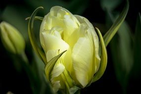 delicate bud of white tulip