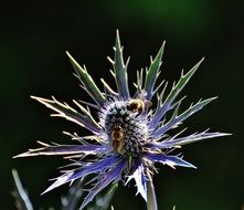sharp thistle flower in the sun close up