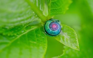 multi-colored snail on a green leaf