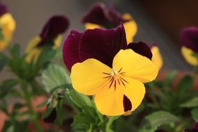 two-colored violet in a pot