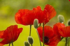 Spring Poppy Flowers
