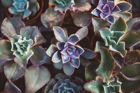stylish succulent plant