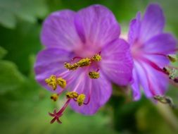 Pollen Cranesbill flowers