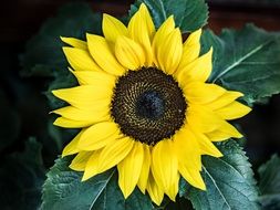 photo of artificial sunflower