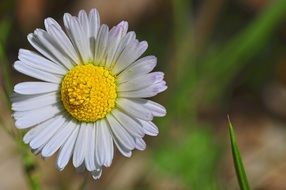 blossoming daisy close-up on blurred background