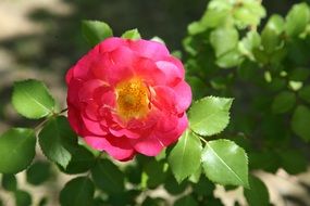 wonderful Rose Vines Flowers