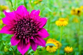 big pink flower among yellow flowers