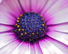 purple daisy blossom