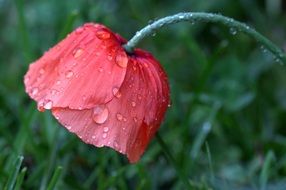 raindrops on red poppy