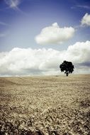 lonely tree on a plowed field