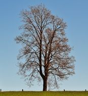 lonely tree on the edge of a ranch