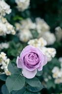 extraordinary beautiful violet Rose