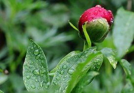 pink peony bud after rain