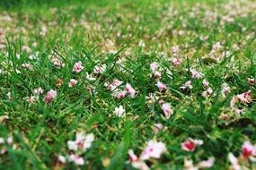 flowering green meadow close-up