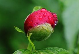 red closed peony bud with raindrops