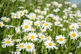 Pointed-Marguerites wildflowers in meadow