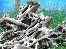 dry driftwood by the lake