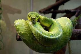 absolutely gorgeous Tree Python