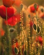 Red poppy field at the sunset