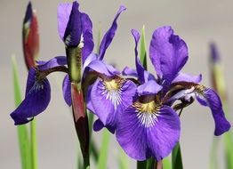 purple Iris Flower blooms