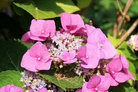 pink hydrangea in the sun close up
