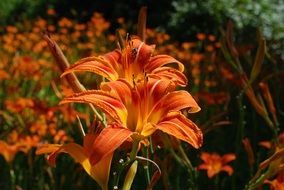 orange daylilies in bloom, Hemerocallis