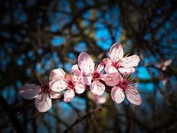 delicate pink almond blossoms